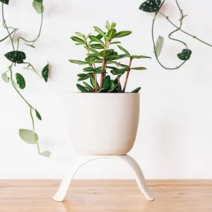 High Rise, Classic Planters: Large (4.5")
