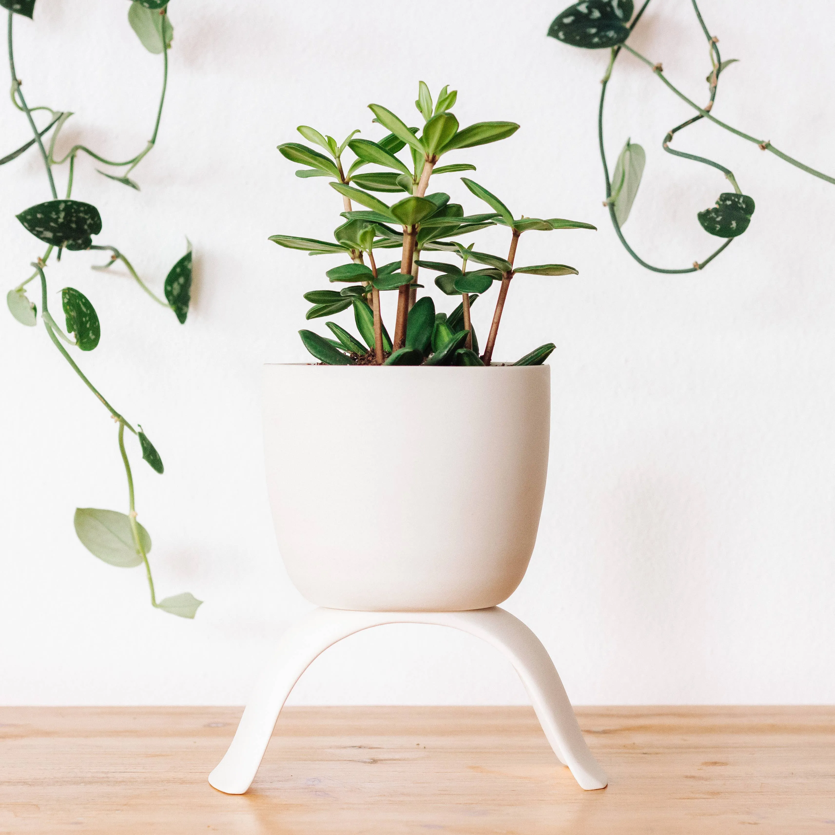 High Rise, Classic Planters: Large (4.5")